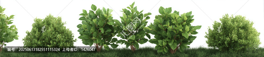 綠植叢生草地背景圖