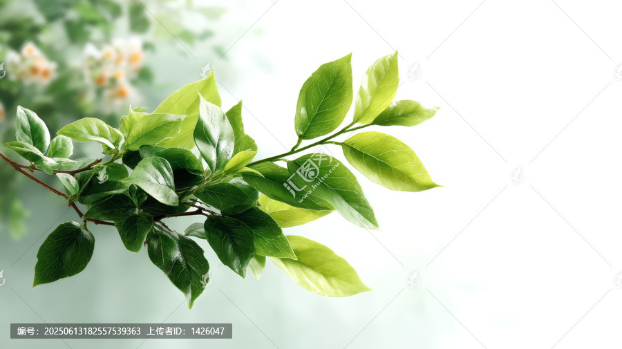 清新綠葉枝條自然背景圖