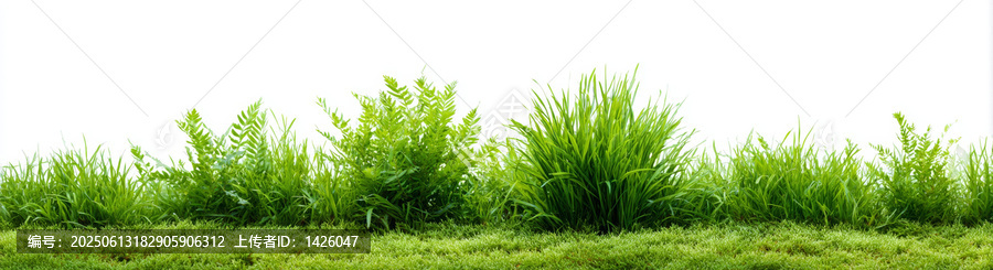 清新綠草與蕨類植物背景圖