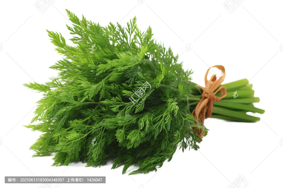 [免摳素材]新鮮芫荽束特寫(xiě)