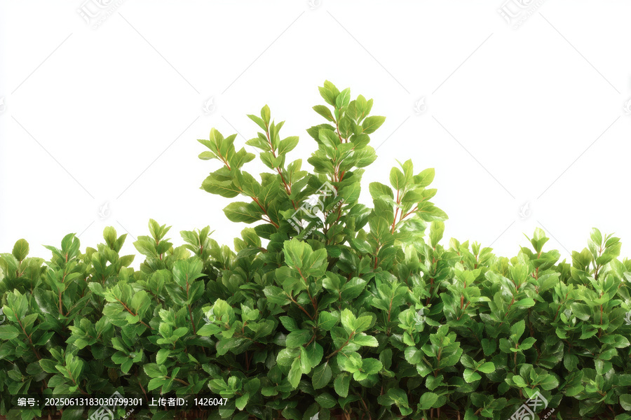 純凈綠色植物邊框背景-匯圖網(wǎng) www.fosd68.com 純凈綠色植物邊框背景