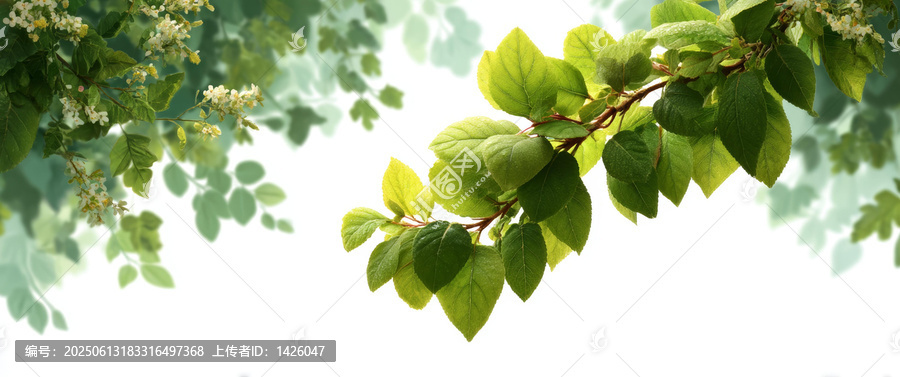 清新綠葉自然背景圖