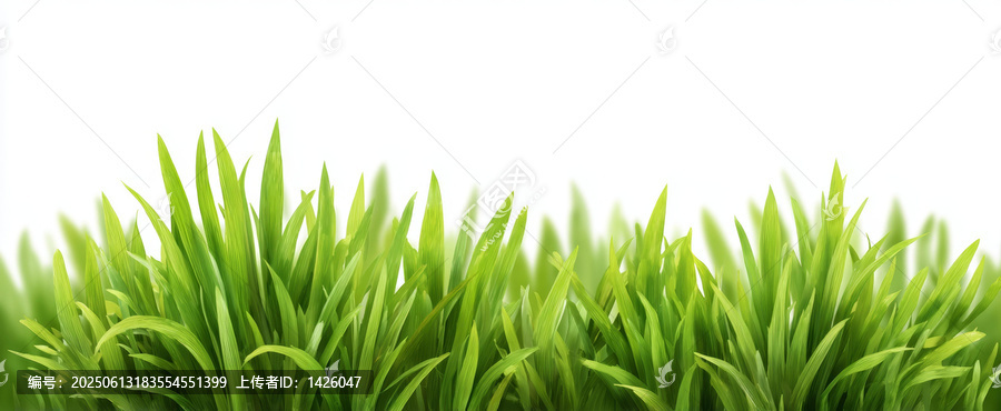 清新綠草背景圖