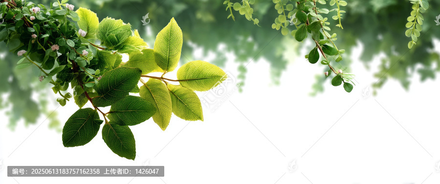 清新綠葉自然背景圖