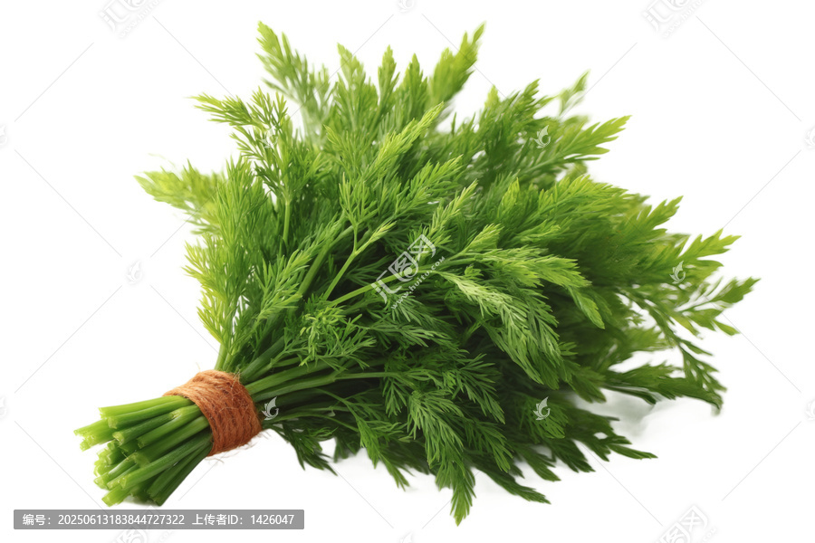 [免摳素材]新鮮芫荽束特寫
