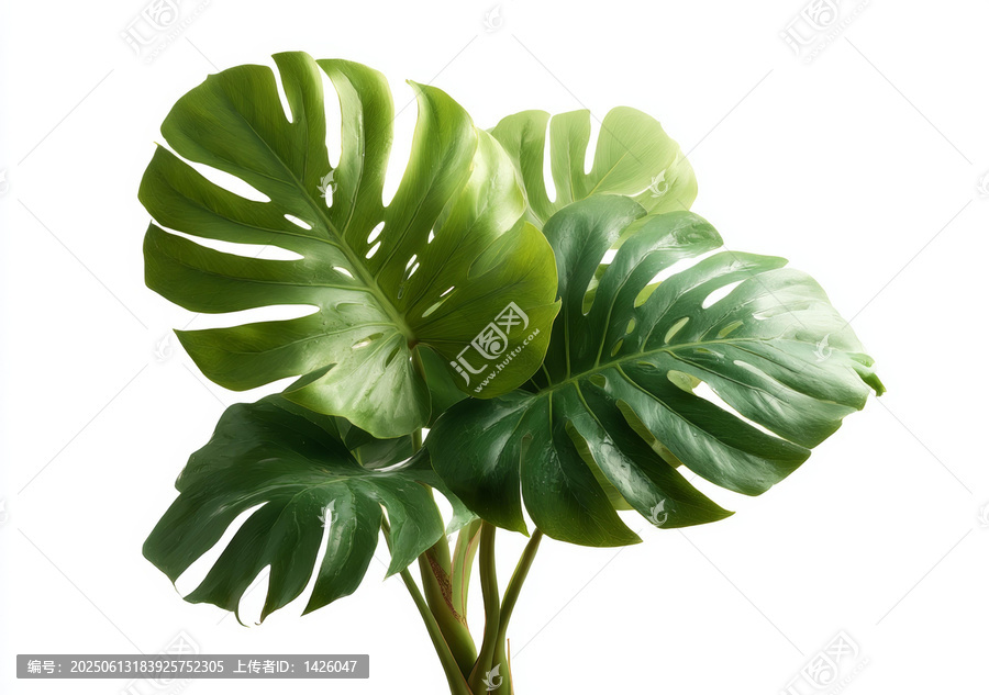 綠葉植物-綠葉背景圖