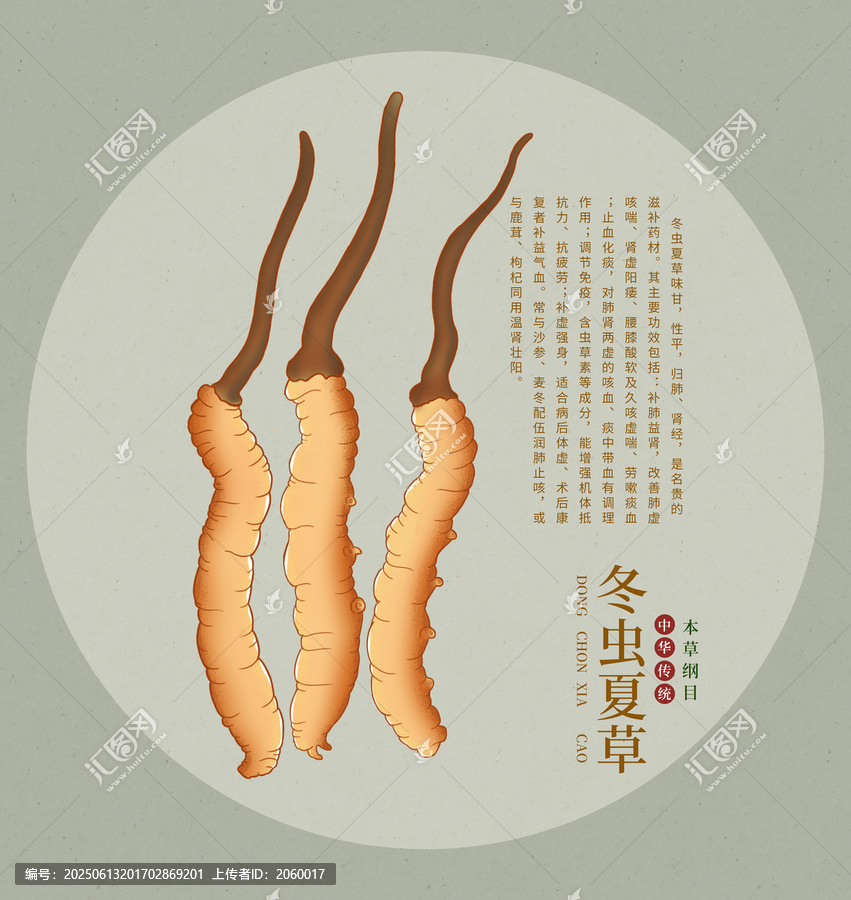 冬蟲夏草中藥草藥插畫