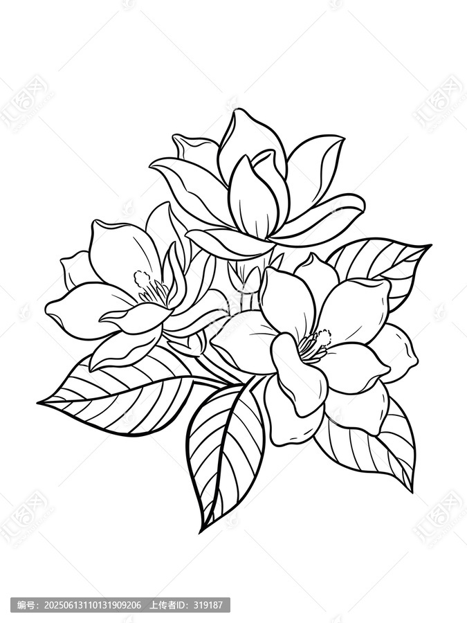 梔子花白描線稿