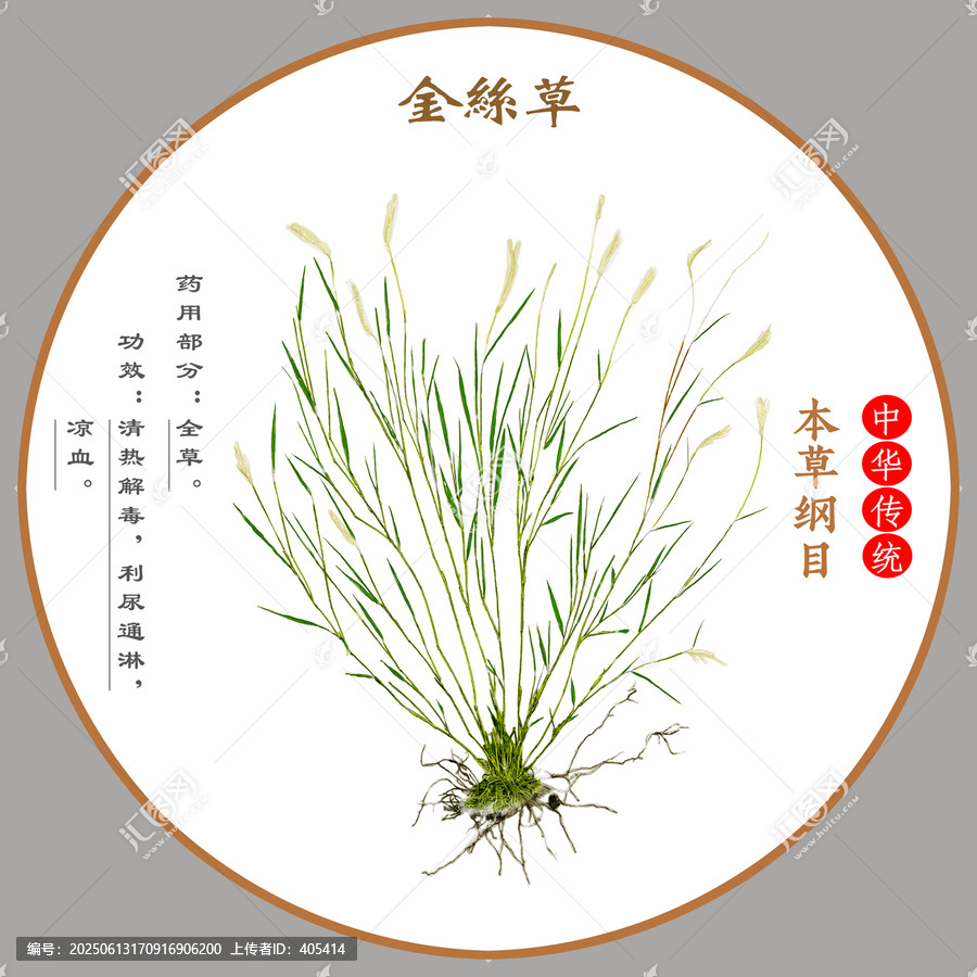 中草藥金絲草植物標(biāo)本本草綱目圖譜圖示