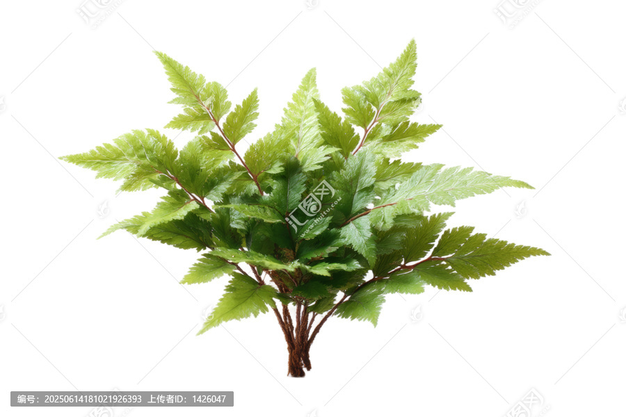 [免摳素材]綠葉扶疏的蕨類植物特寫