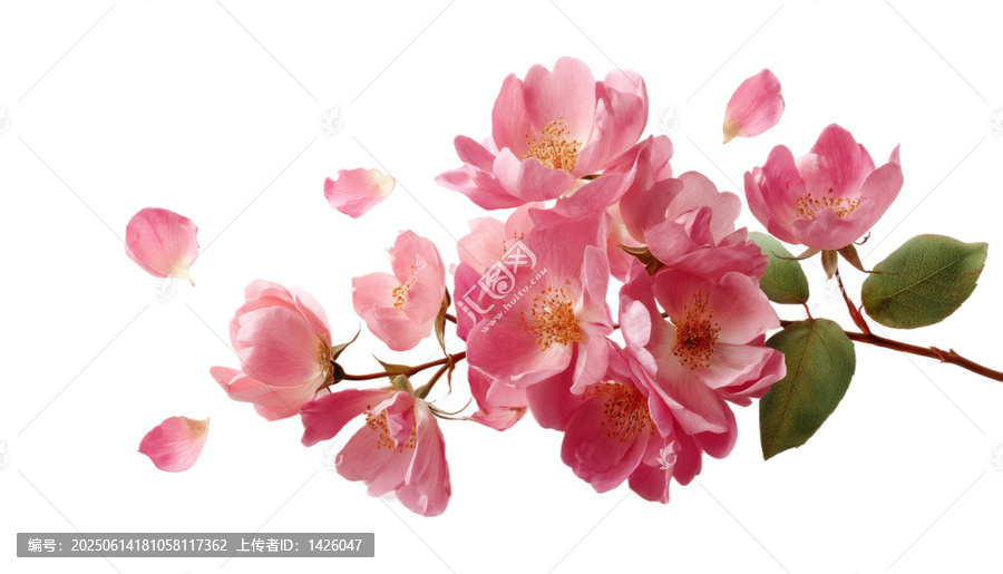 [免摳素材]白色背景上的粉紅色玫瑰花朵