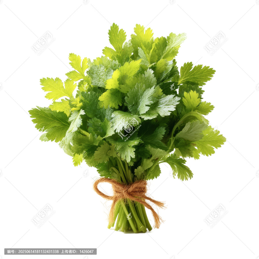 [免摳素材]新鮮芫荽束特寫