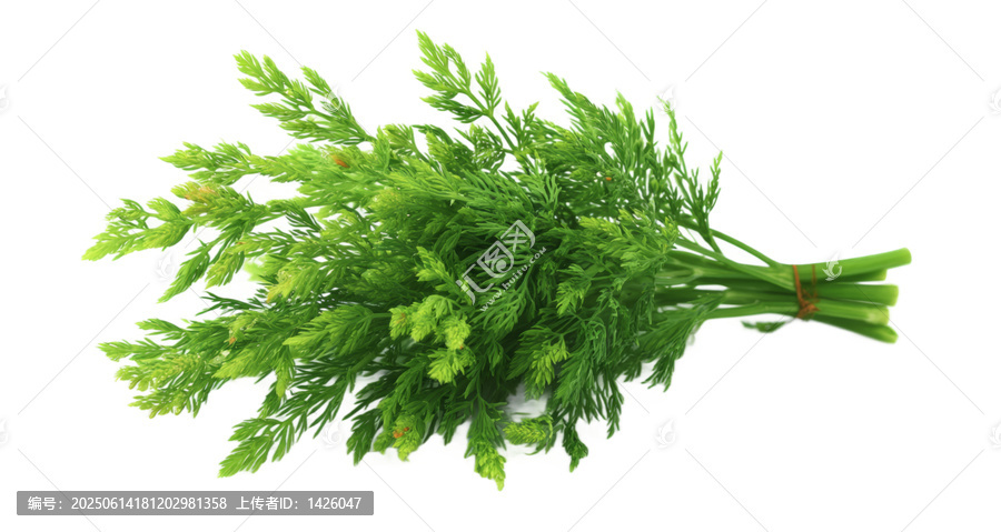 [免摳素材]新鮮香菜或芫荽束