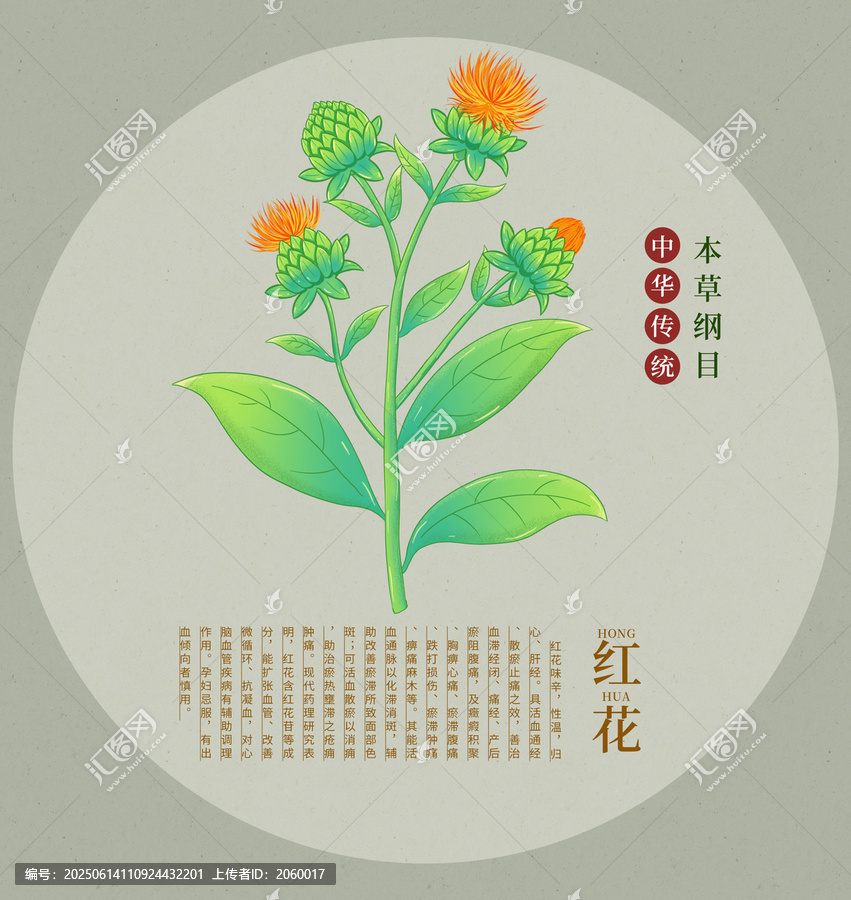 傳統(tǒng)本草綱目之紅花插畫