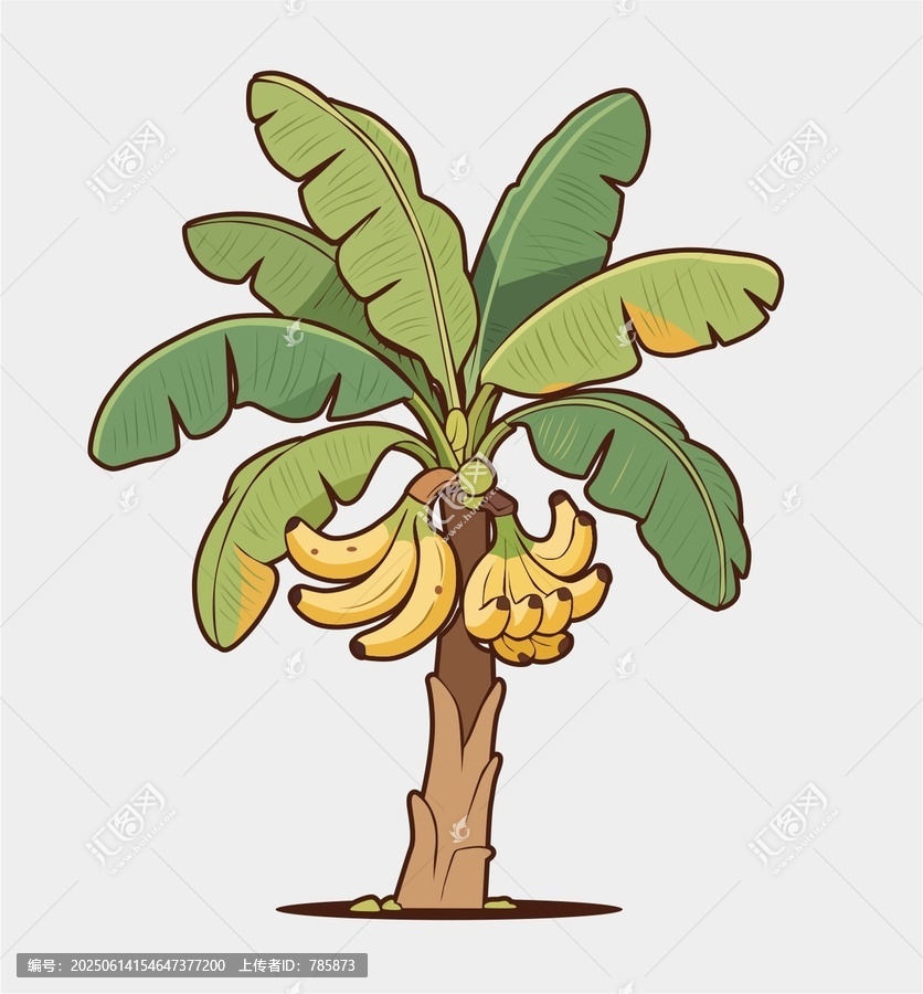 香蕉樹