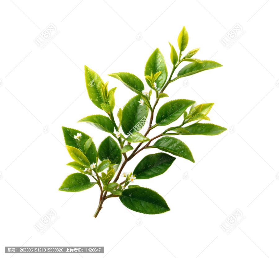 [免摳素材]清新綠葉花朵枝椏圖片