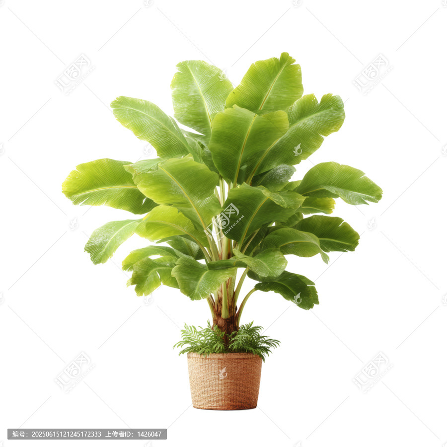 [免摳素材]室內(nèi)盆栽綠植圖片設(shè)計