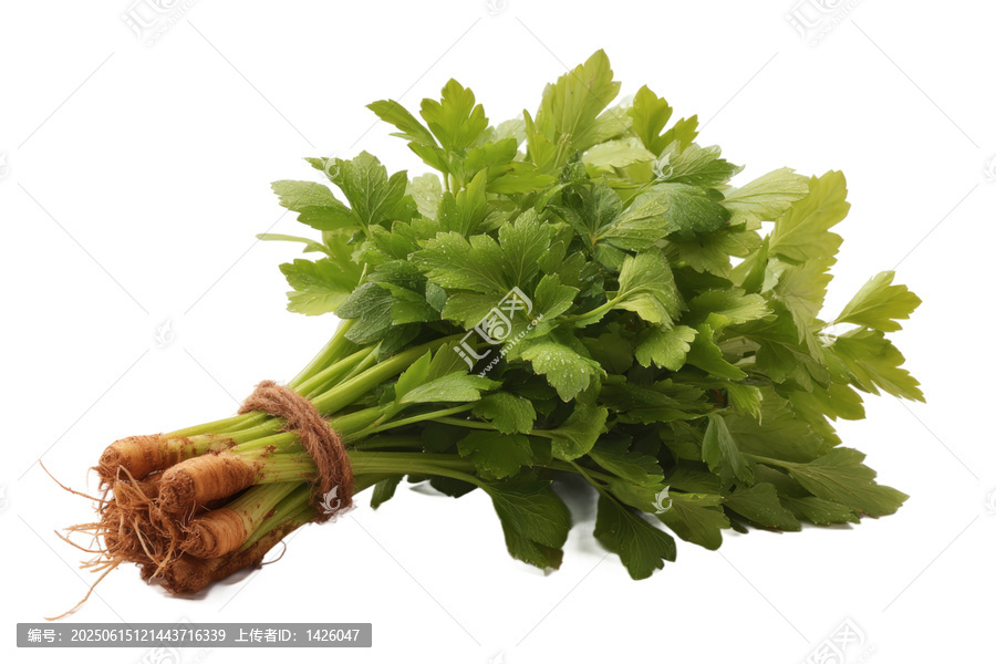 [免摳素材]新鮮芫荽根莖束