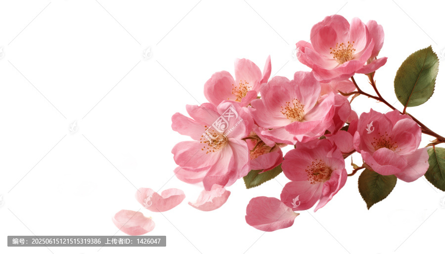 [免摳素材]粉嫩花朵與花瓣的清新布置