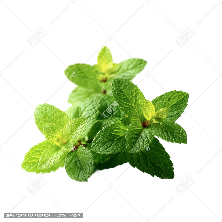 [免摳素材]新鮮薄荷葉特寫圖片