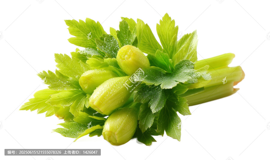 [免摳素材]新鮮芹菜莖上的露珠