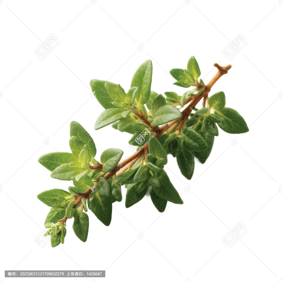 [免摳素材]新鮮迷迭香枝條特寫