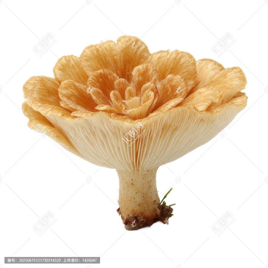 [免摳素材]獨特的蘑菇特寫