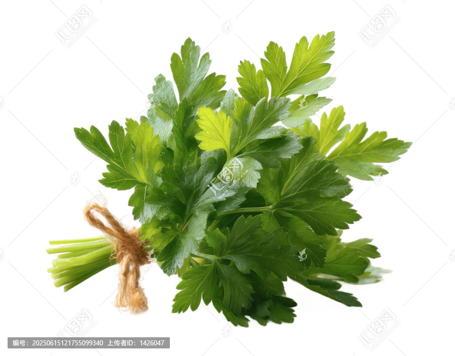 [免摳素材]新鮮歐芹束特寫