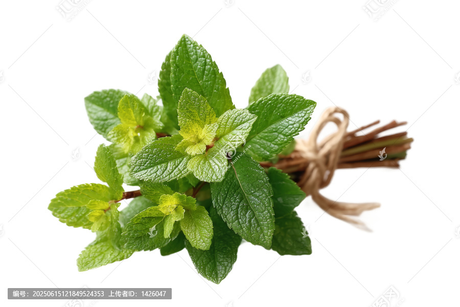[免摳素材]新鮮薄荷束特寫