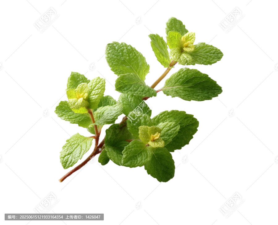 [免摳素材]新鮮薄荷枝高清特寫