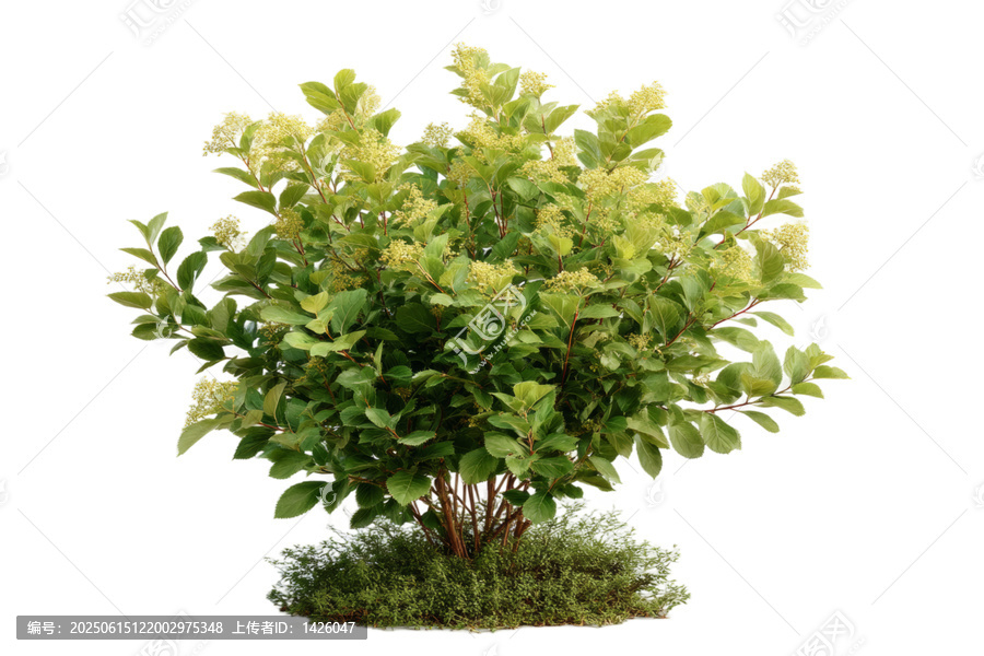 [免摳素材]茂盛綠植清新花朵特寫圖
