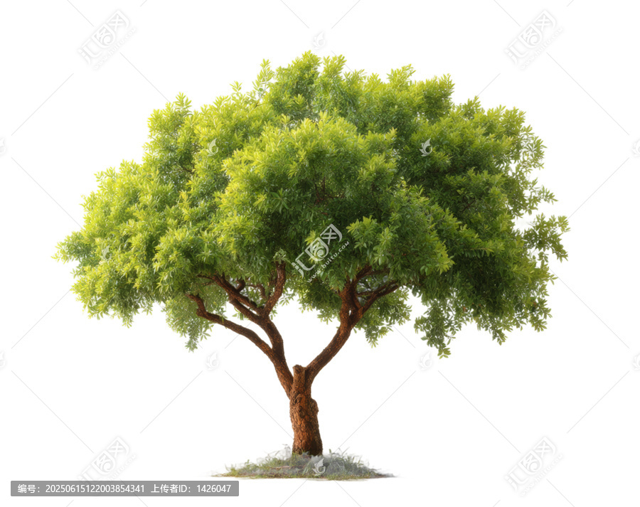 [免摳素材]白色背景下的一棵綠色大樹