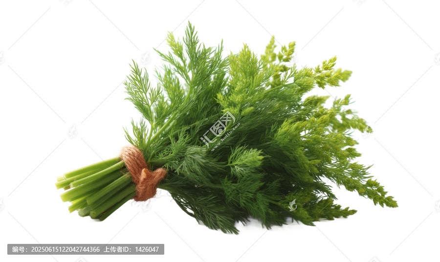 [免摳素材]新鮮芫荽束特寫
