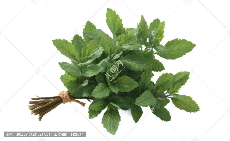 [免摳素材]新鮮薄荷束特寫