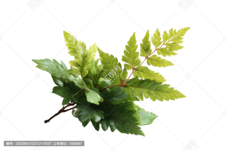 [免摳素材]清新綠葉蕨類(lèi)植物特寫(xiě)
