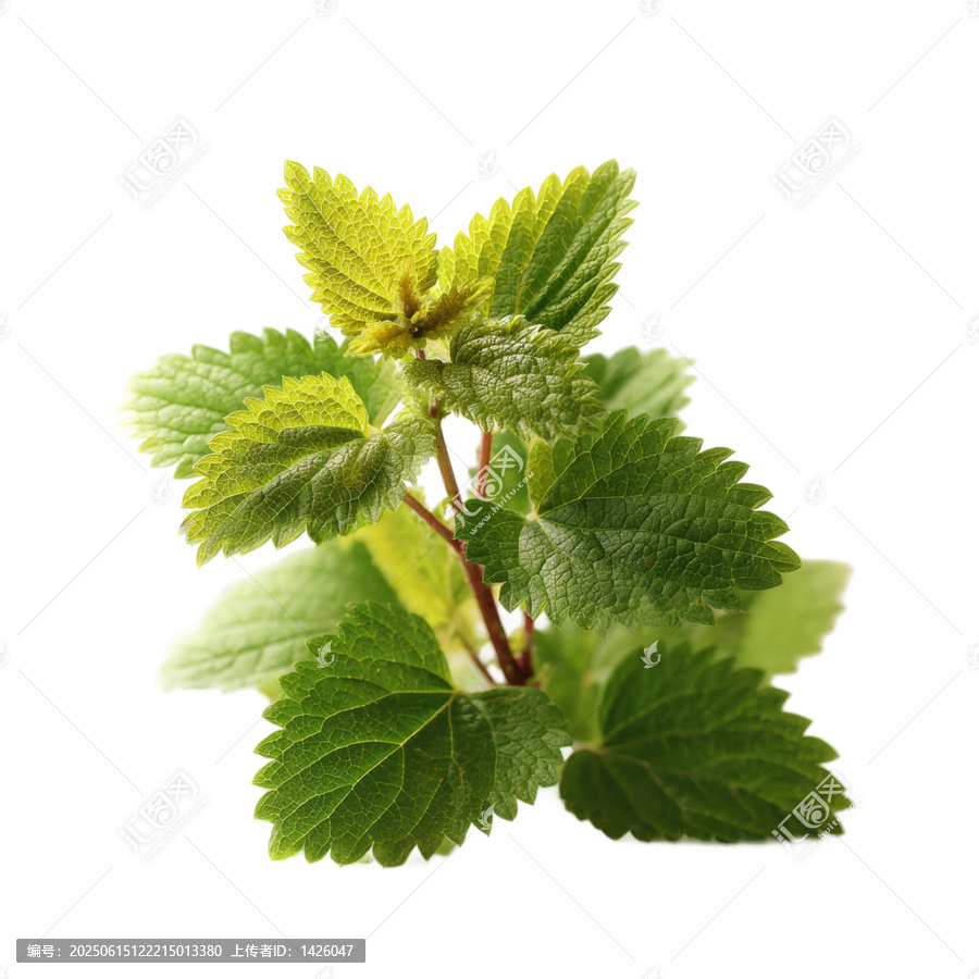 [免摳素材]新鮮蕁麻葉特寫(xiě)
