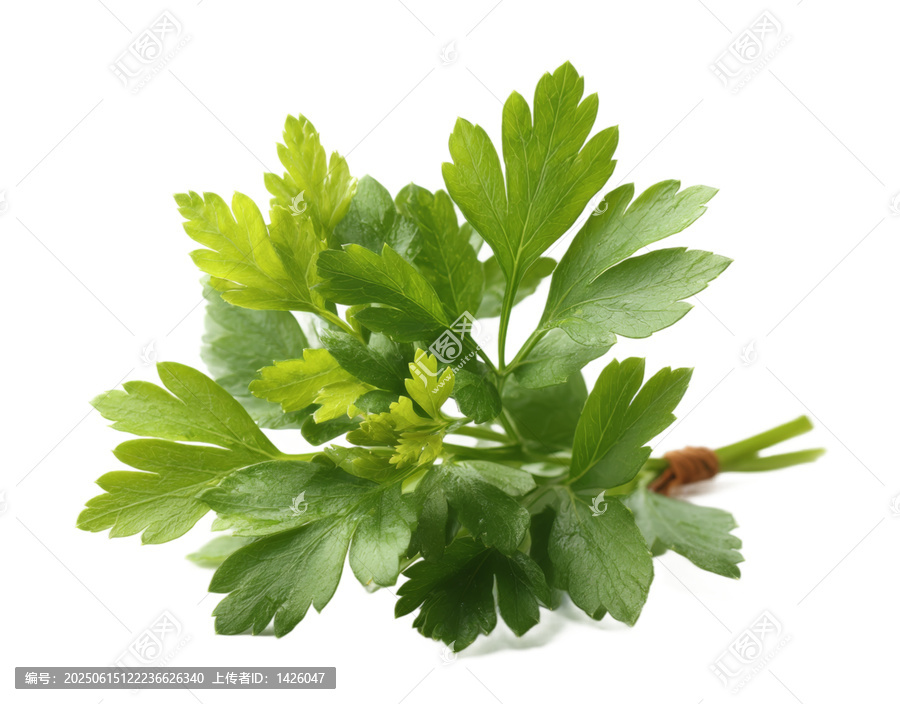 [免摳素材]新鮮芫荽束特寫