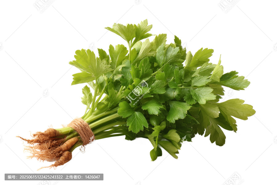 [免摳素材]新鮮芫荽束特寫
