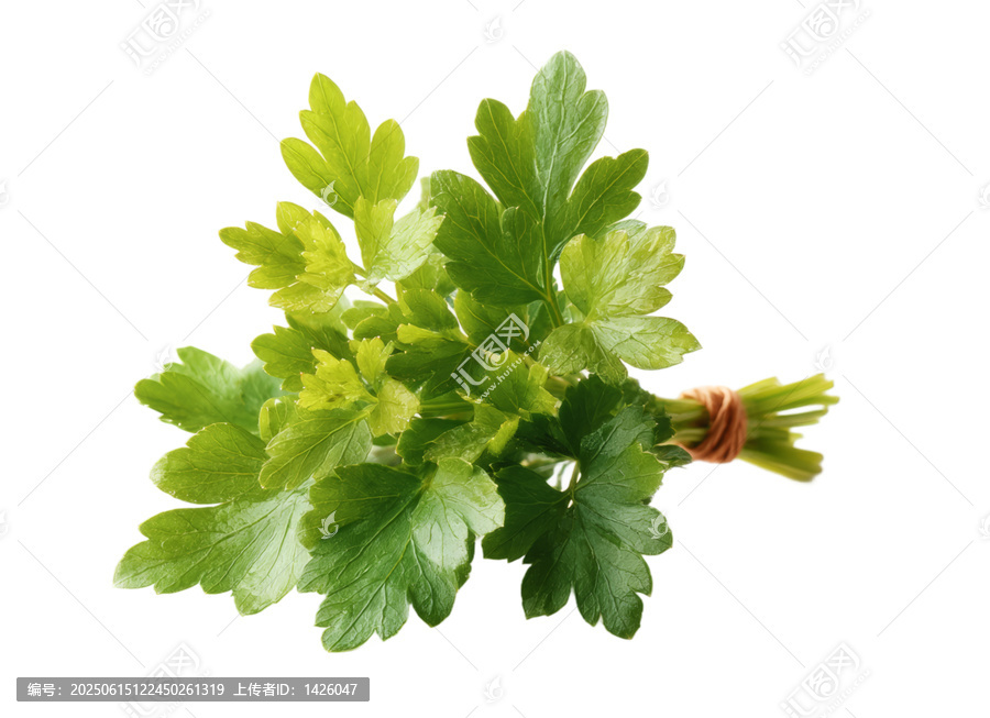 [免摳素材]新鮮香芹束特寫圖片