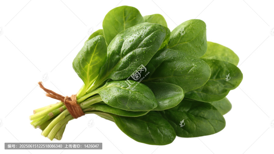 [免摳素材]新鮮菠菜束特寫