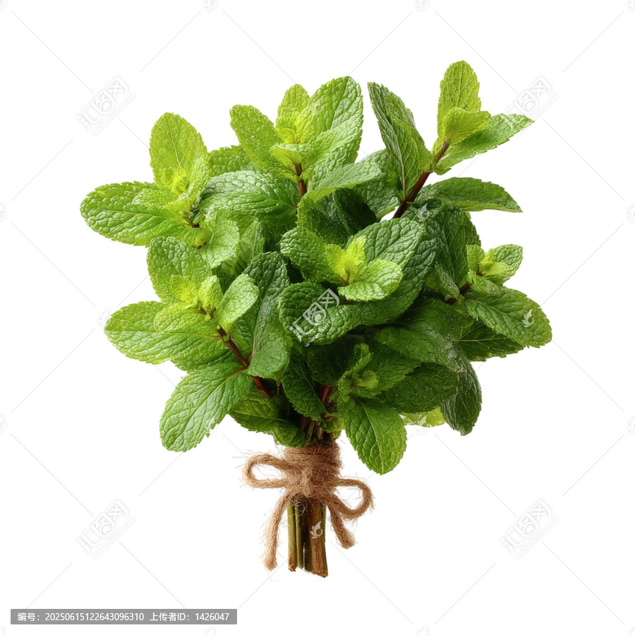 [免摳素材]新鮮薄荷束特寫