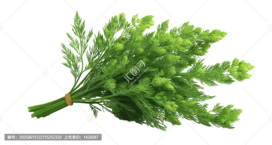 [免摳素材]新鮮芫荽束特寫