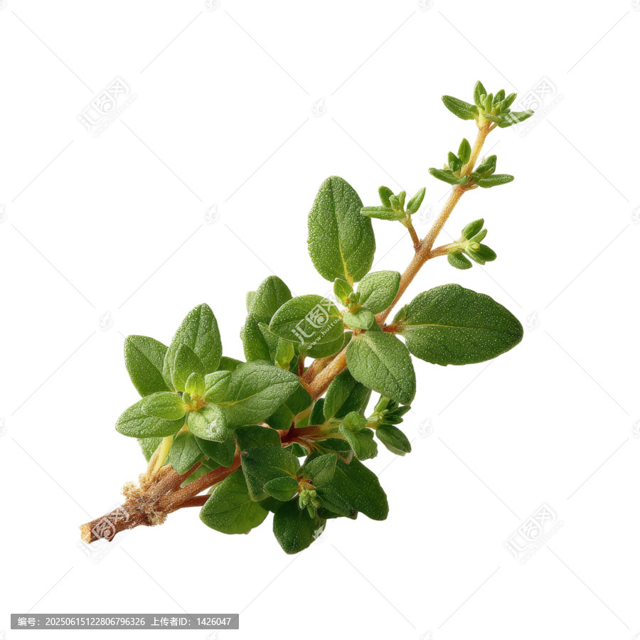 [免摳素材]新鮮迷迭香枝條特寫