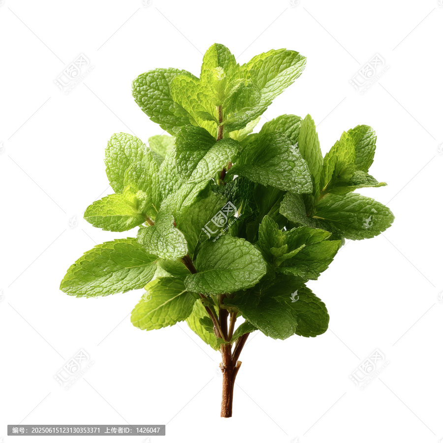 [免摳素材]新鮮薄荷枝高清特寫(xiě)