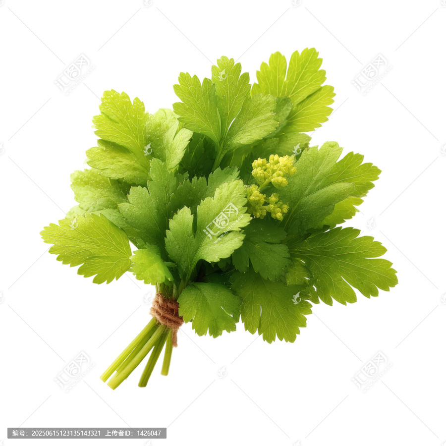 [免摳素材]新鮮芫荽花束特寫