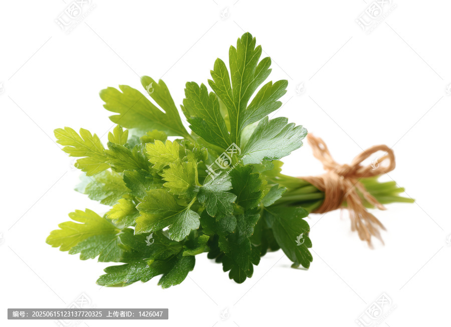 [免摳素材]新鮮歐芹束特寫