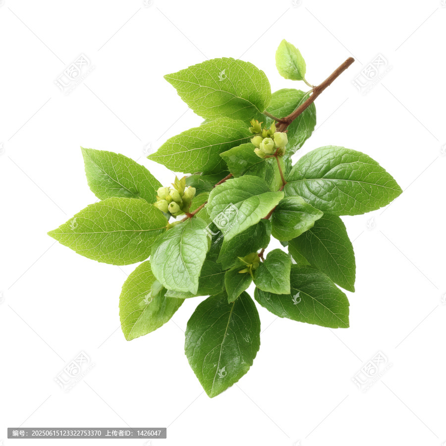 [免摳素材]新鮮綠葉枝條與花芽