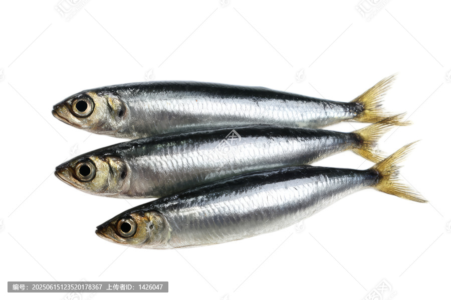 [免摳素材]新鮮沙丁魚擺放