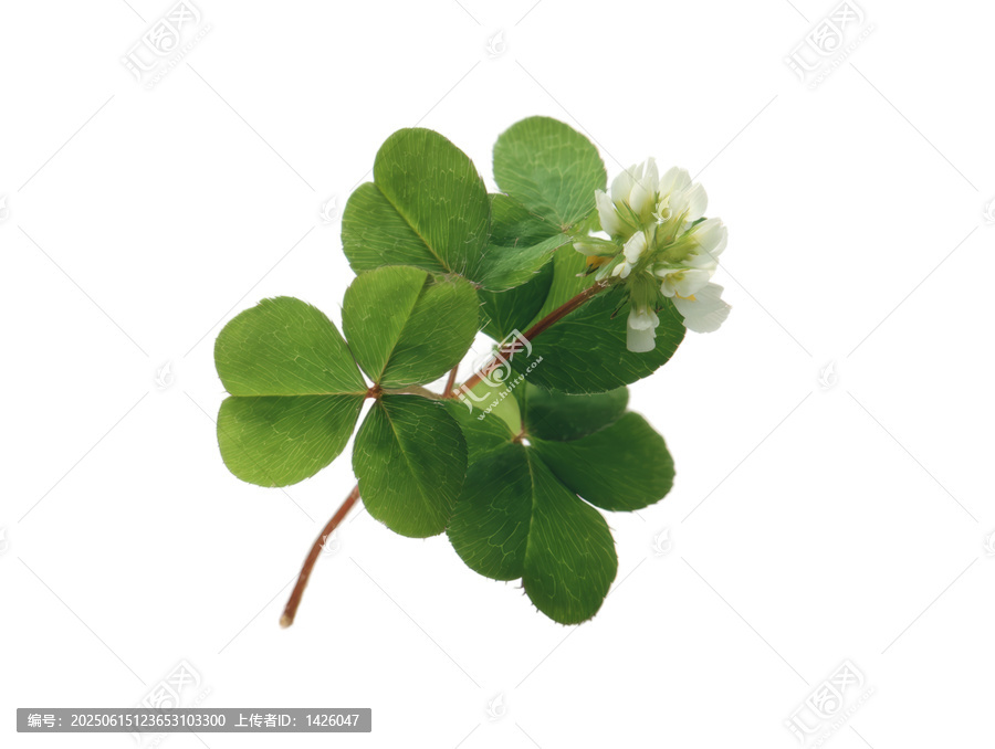 [免摳素材]白色背景上的幸運(yùn)三葉草和白色小花