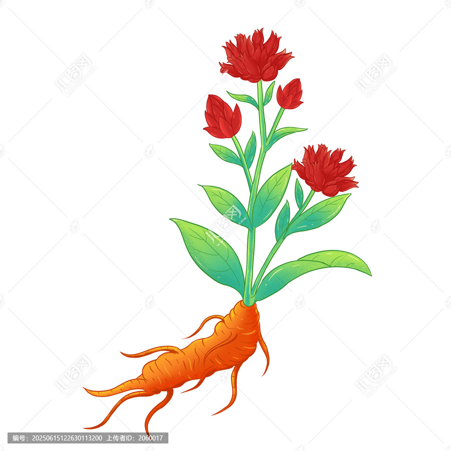 紅景天中草藥手繪插畫